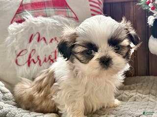 Shih Tzu dogs Polly - Ad 21