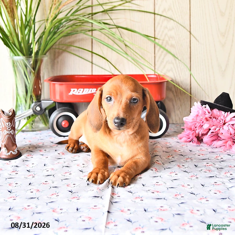 Miniature Dachshund dogs Timmy - Ad 2