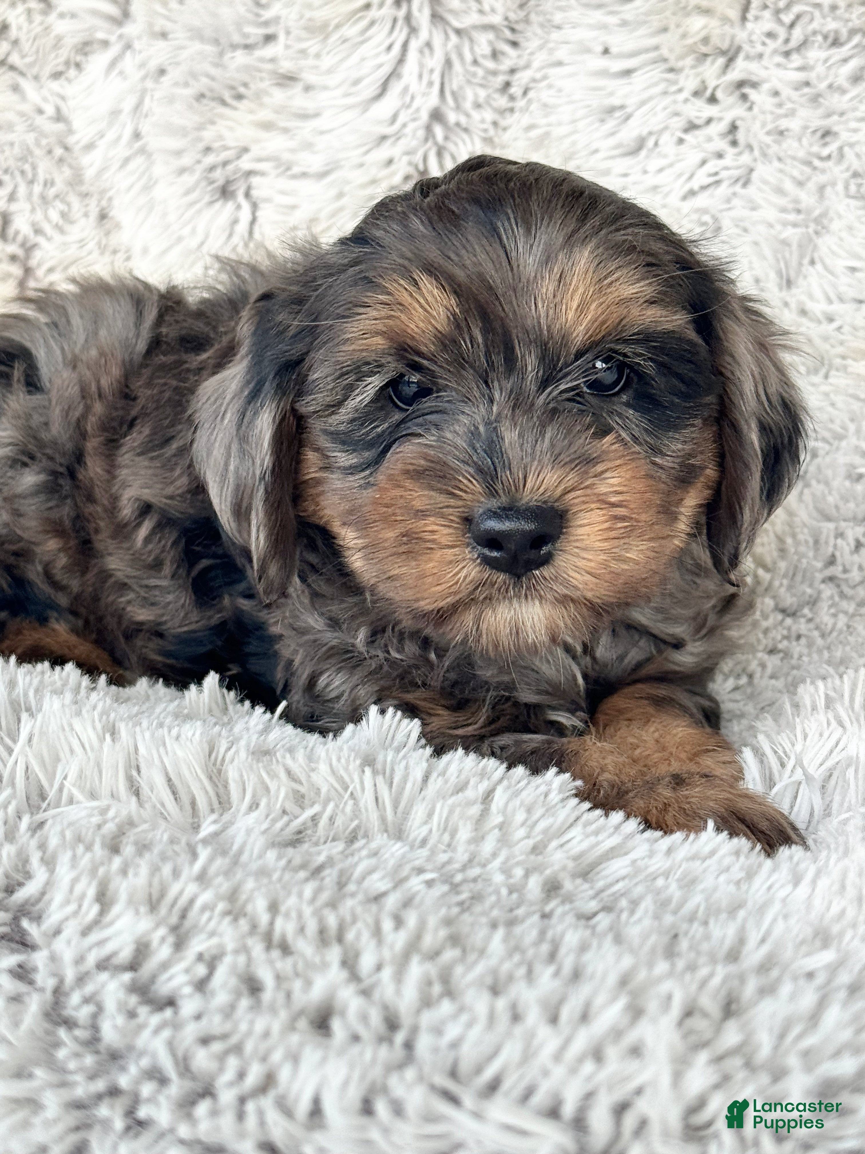 Cavapoo dogs Epic - Ad 31