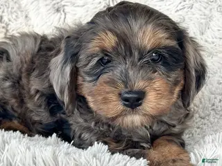 Cavapoo dogs Epic - Ad 31