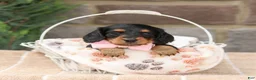 Miniature Dachshund dogs for sale: Jackie - Ad 2