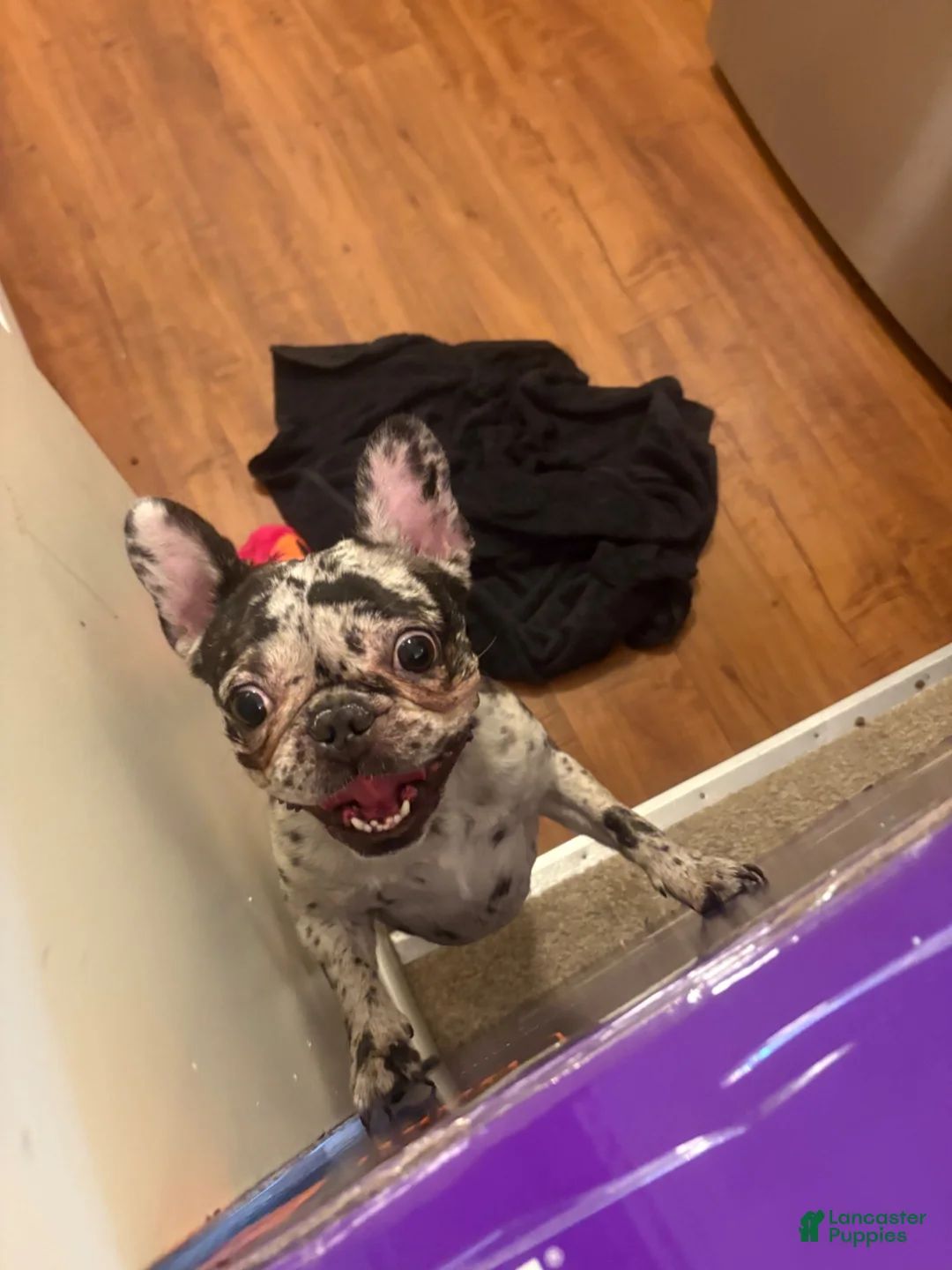 Mixed Breed dogs for sale: Mixed Breed 1 - Ad 1