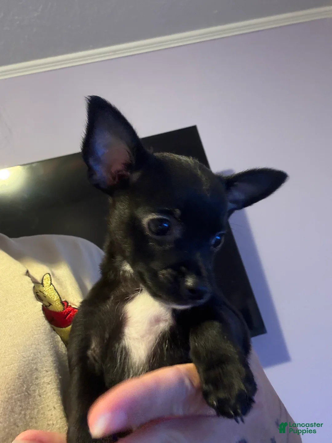 Chihuahua dogs for sale: Chihuahua 5 ready to go tomorrow  - Ad 2