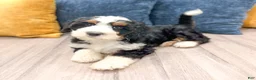 Mini Bernedoodle dogs for sale: Jasmine - Ad 2