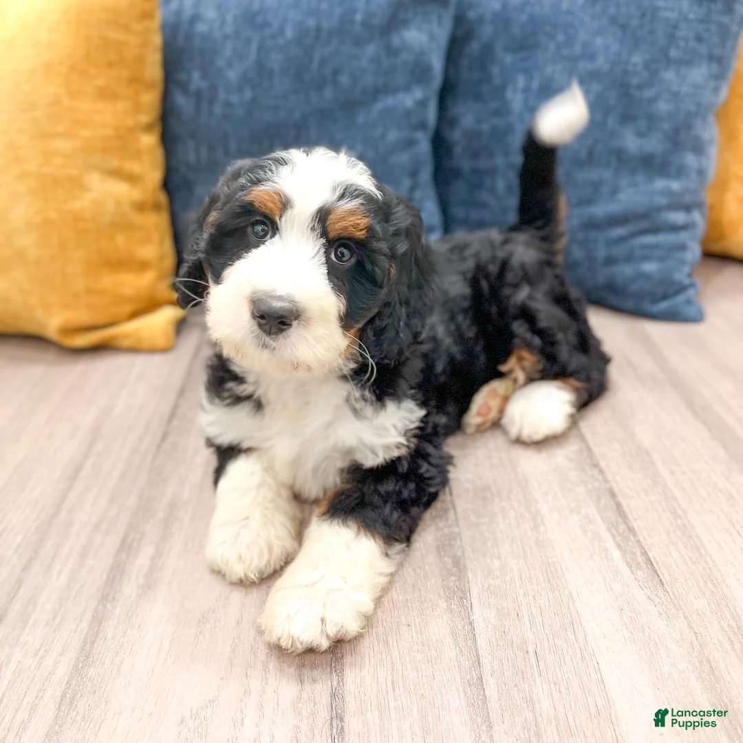 Mini Bernedoodle dogs for sale: Jasmine - Ad 2