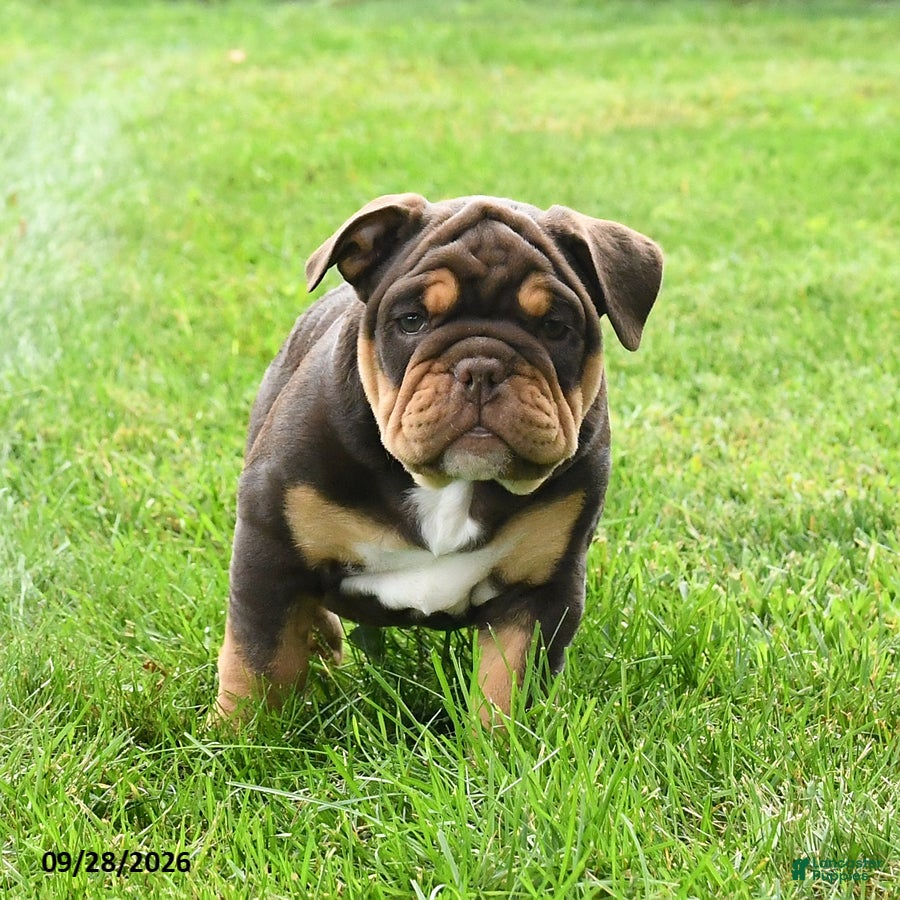 English Bulldog dogs Dallas - Ad 2