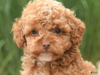 Cockapoo dogs - Ad 13