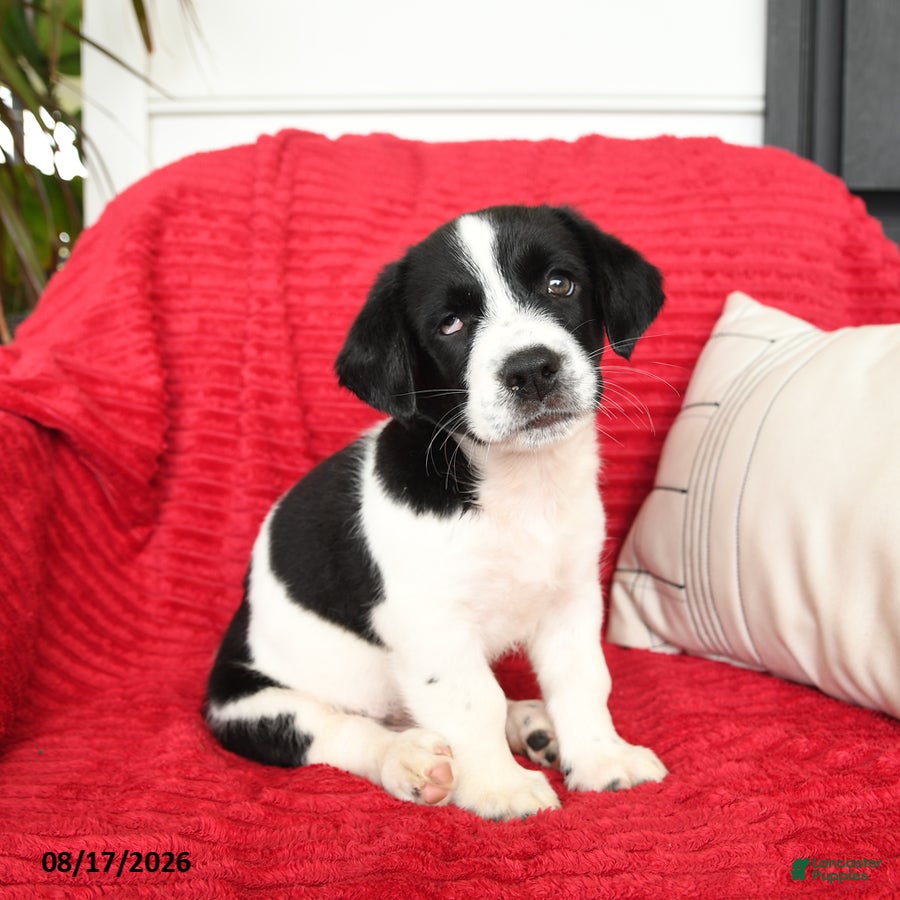 Mixed Breed dogs Tater - Ad 1