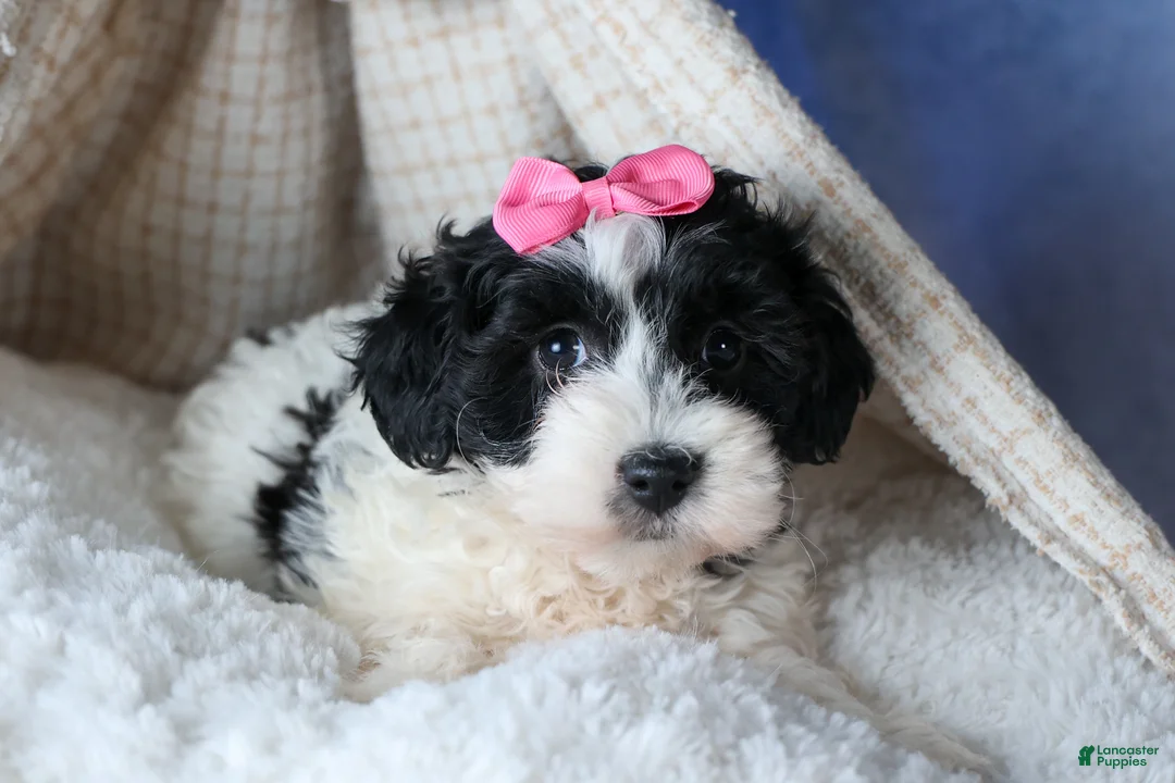 Havapoo dogs for sale: ELLIE - Ad 6