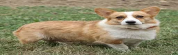 Welsh Corgi Pembroke dogs for sale: Ramona - Ad 17
