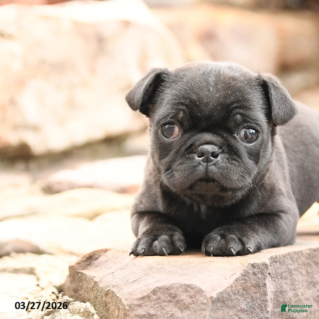 Pug dogs for sale: Monty - Ad 3