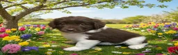 Newfoundland dogs for sale: Willow - Ad 1