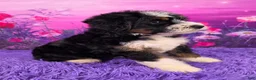 Mini Bernedoodle dogs for sale: Aiden - Ad 2