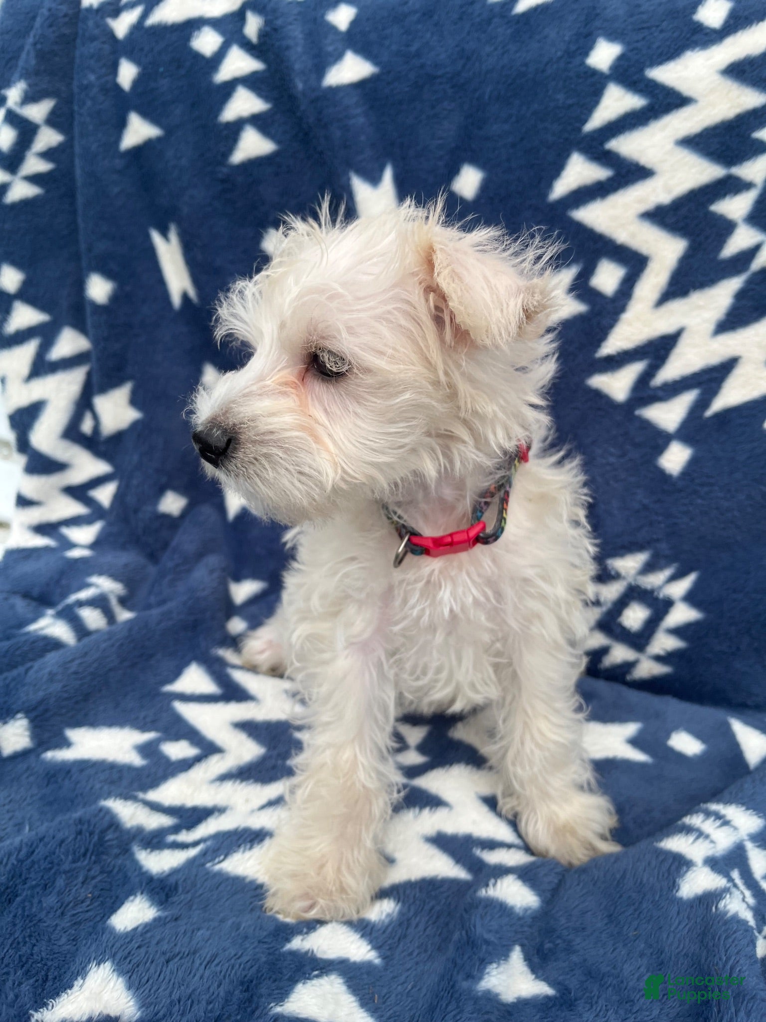 Miniature Schnauzer dogs AKC Chewie - Ad 2