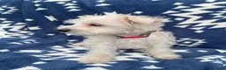 Miniature Schnauzer dogs for sale: AKC Chewie - Ad 2