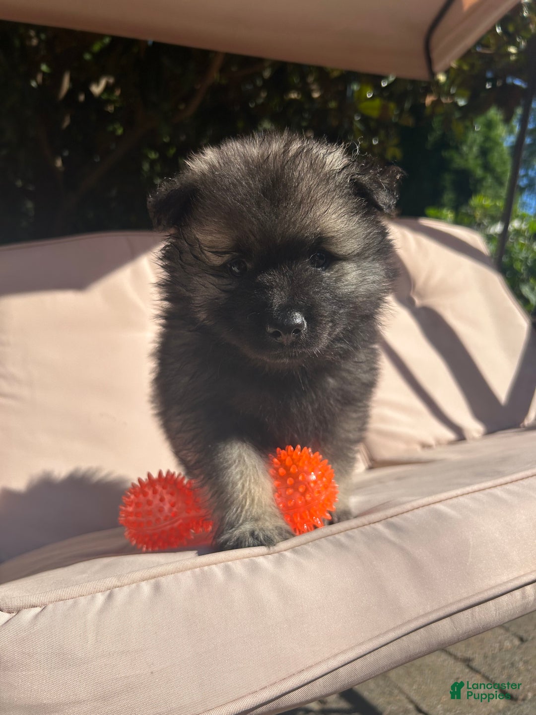 Keeshond dogs for sale: Richi - Ad 6