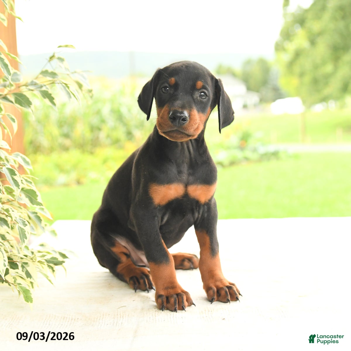 Doberman Pinscher dogs Astro - Ad 2