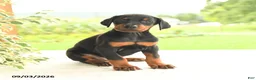 Doberman Pinscher dogs for sale: Astro - Ad 2