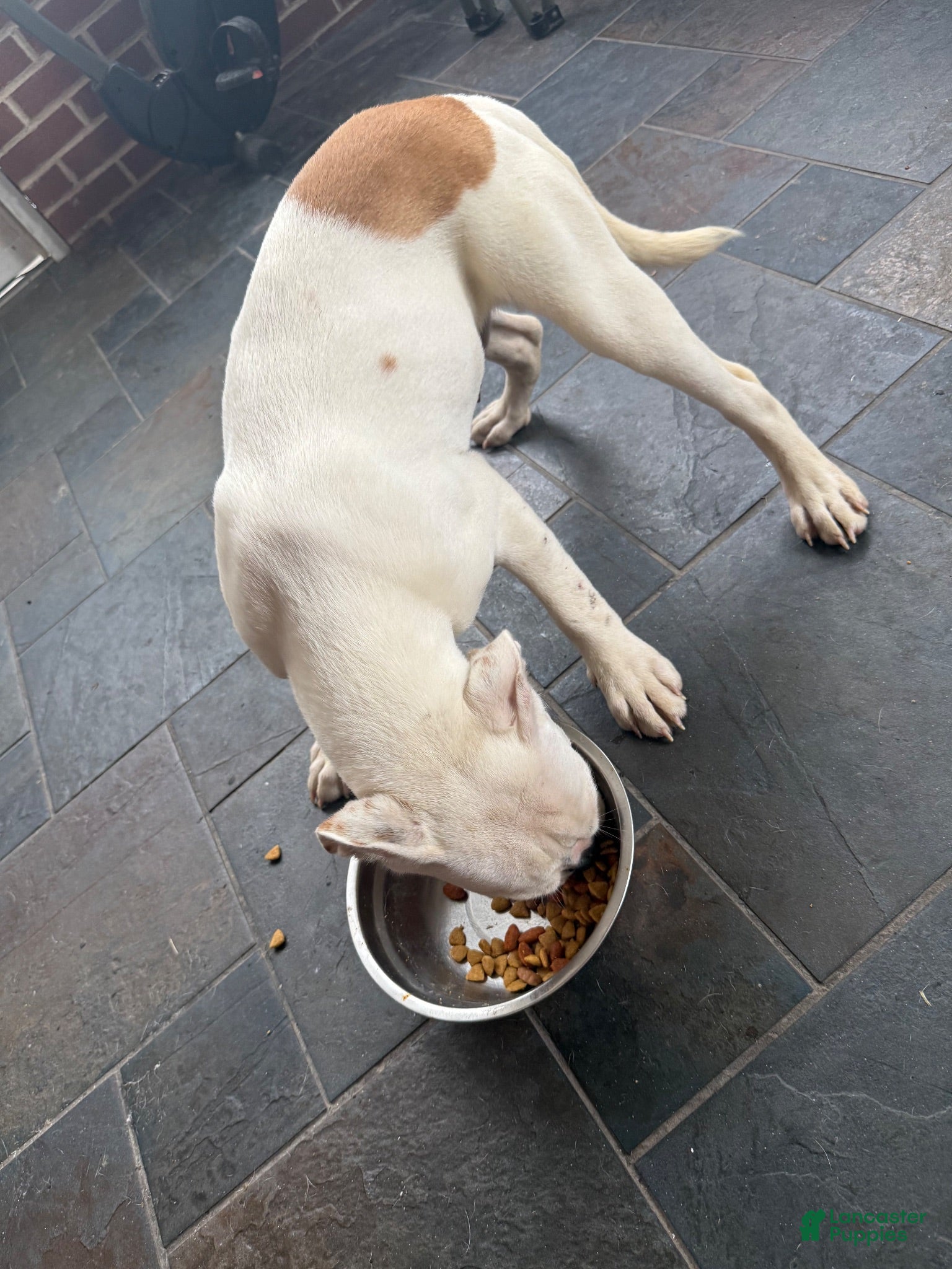 Mixed Breed dogs Brown butt  - Ad 15