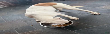 Brown butt 