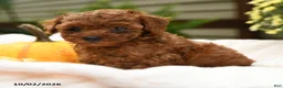 Toy Poodle dogs for sale: Flopsy - Ad 4
