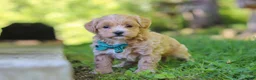 Maltipoo dogs for sale: Norris - Ad 6