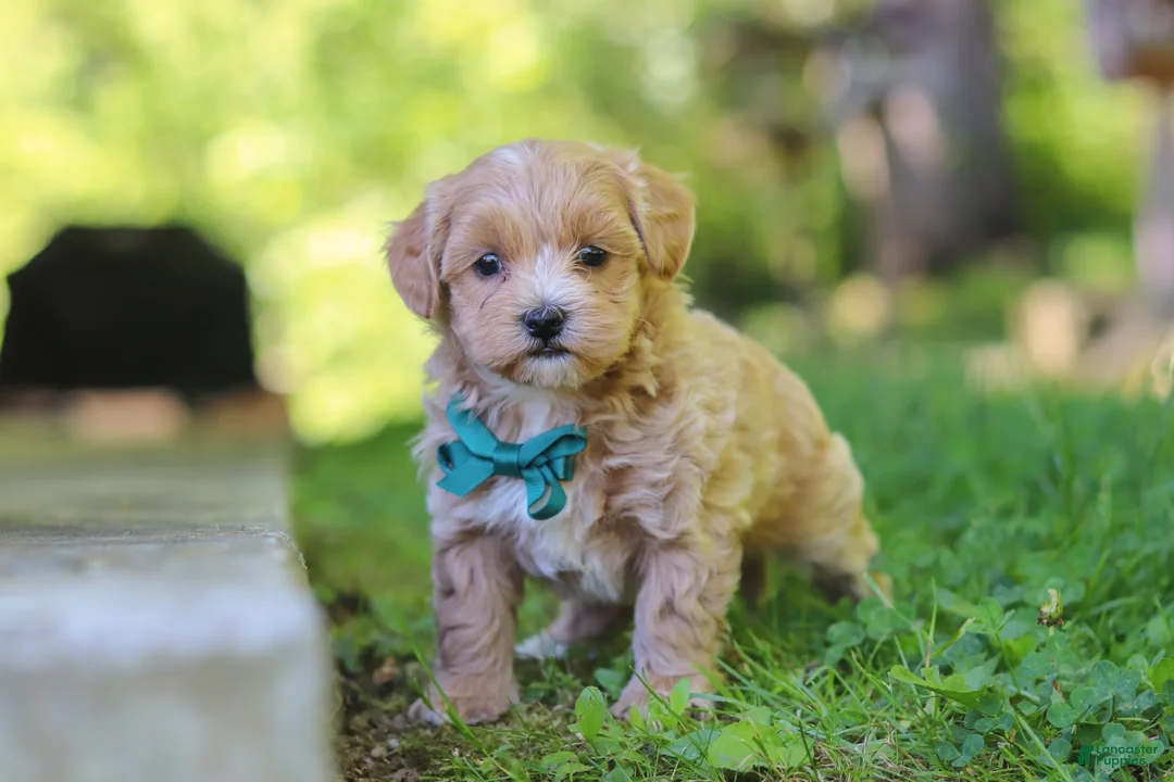 Maltipoo dogs for sale: Norris - Ad 6