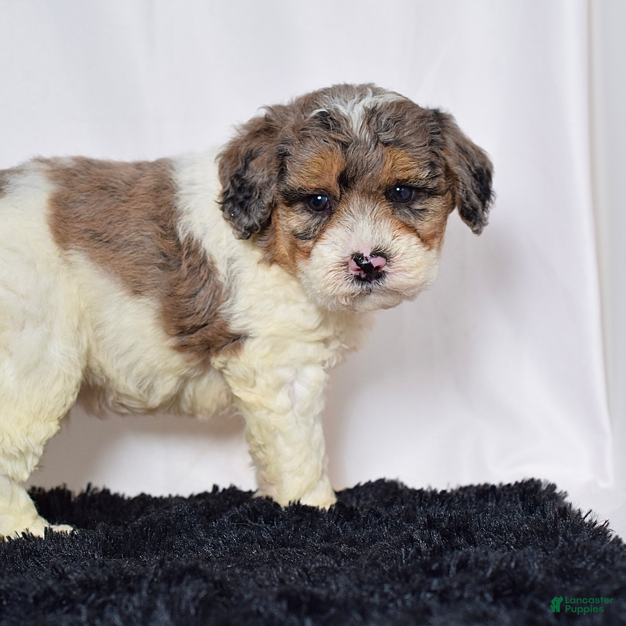 Mini Goldendoodle dogs for sale: Mr. Kirk - Ad 8