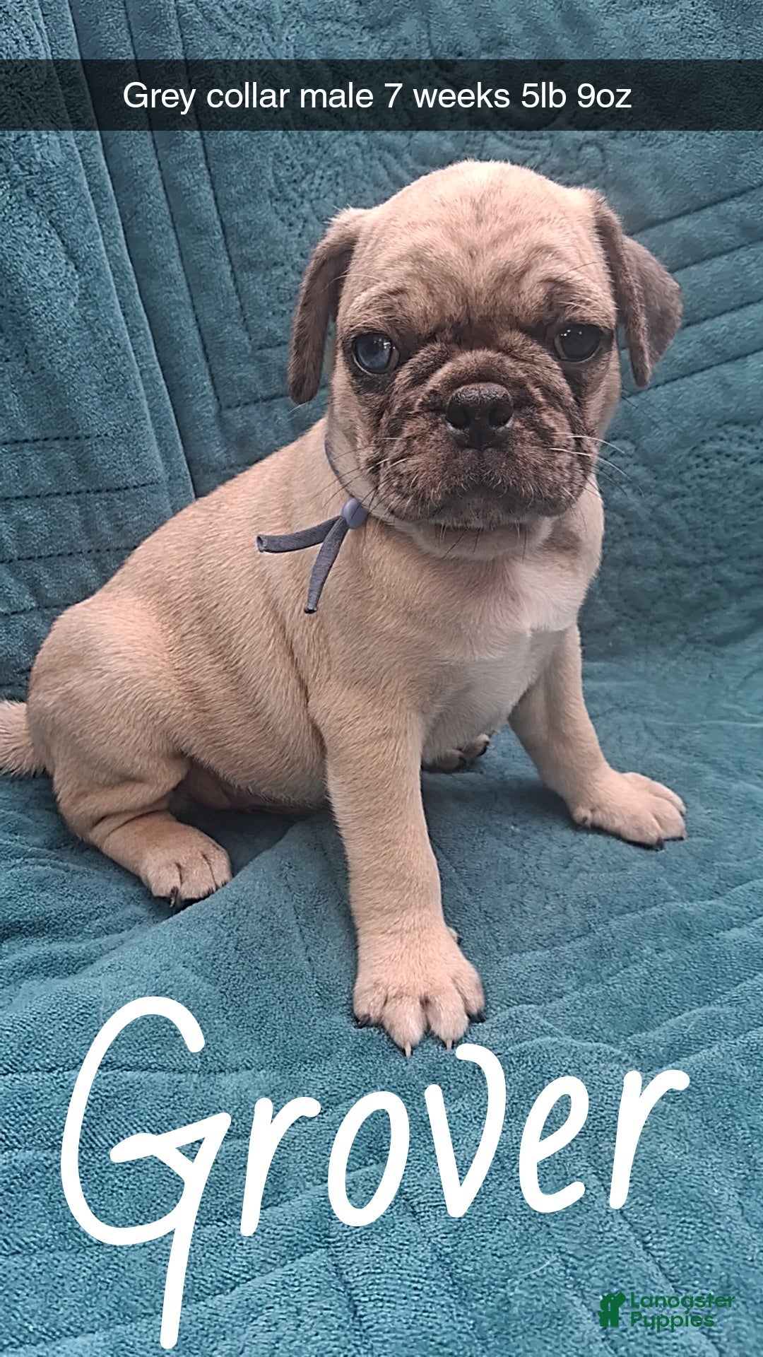 Pug dogs Grover  - Ad 10