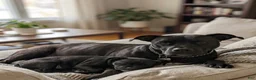 American Pit Bull Terrier dogs for sale: American Pit Bull Terrier 1 - Ad 6