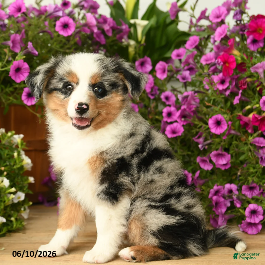 Toy Australian Shepherd dogs for sale: Asher - Ad 1