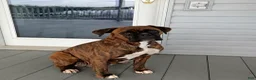 Boxer dogs for sale: BAILEY - Ad 5