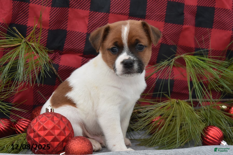 Jack Russell Terrier dogs Nick - Ad 23