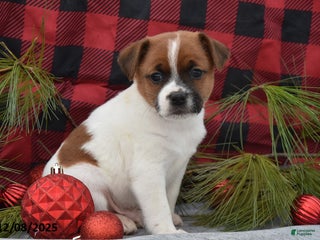 Jack Russell Terrier dogs Nick - Ad 4