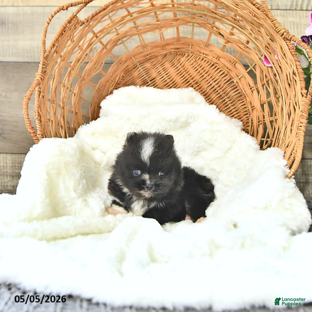 Pomeranian dogs for sale: Austin - Ad 1