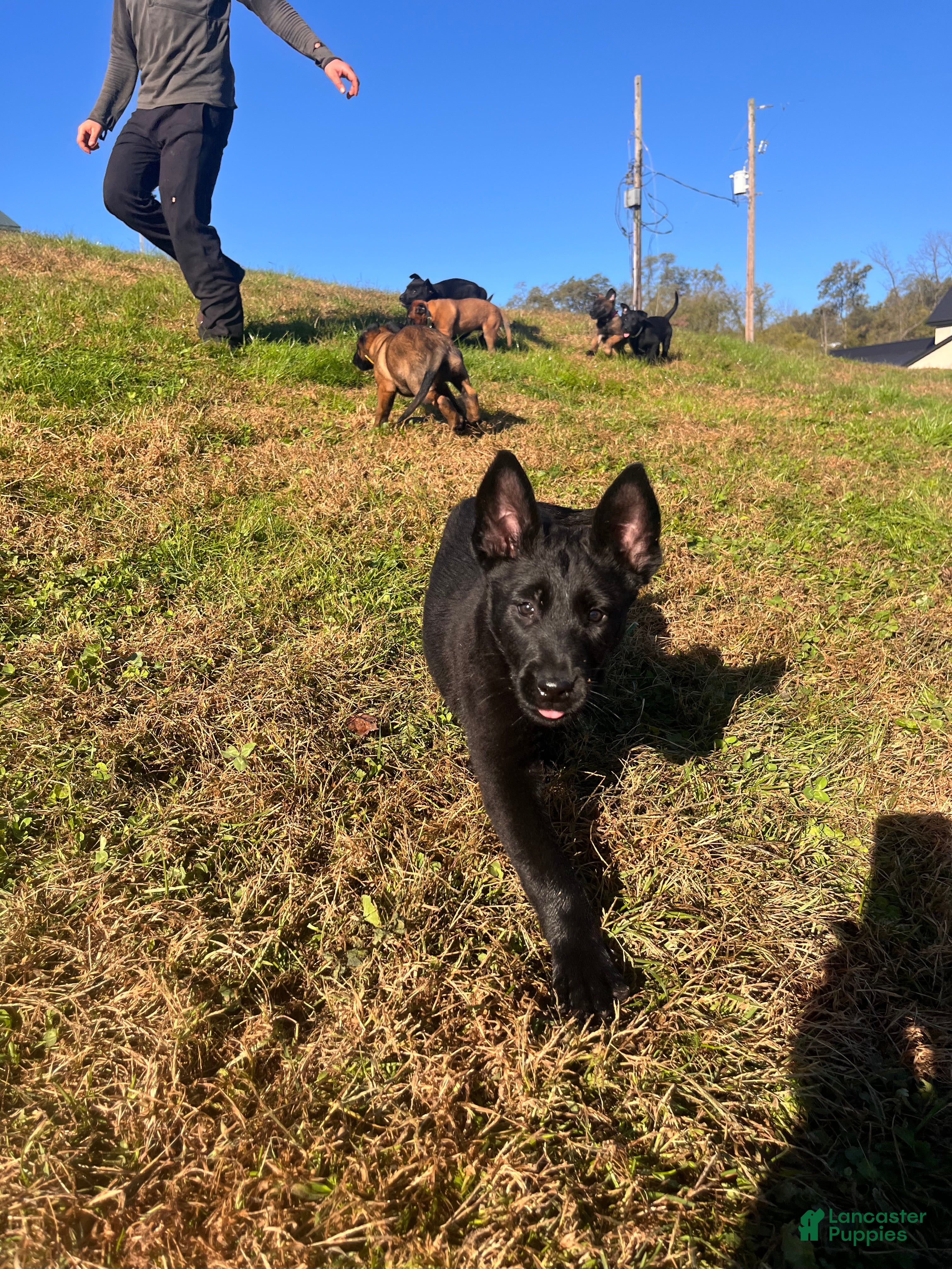 Belgian Malinois dogs Mocha ❤️alpha Akc Beauty 717-202-9120 - Ad 36