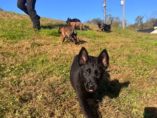 Belgian Malinois dogs Mocha ❤️alpha Akc Beauty 717-202-9120 - Ad 36
