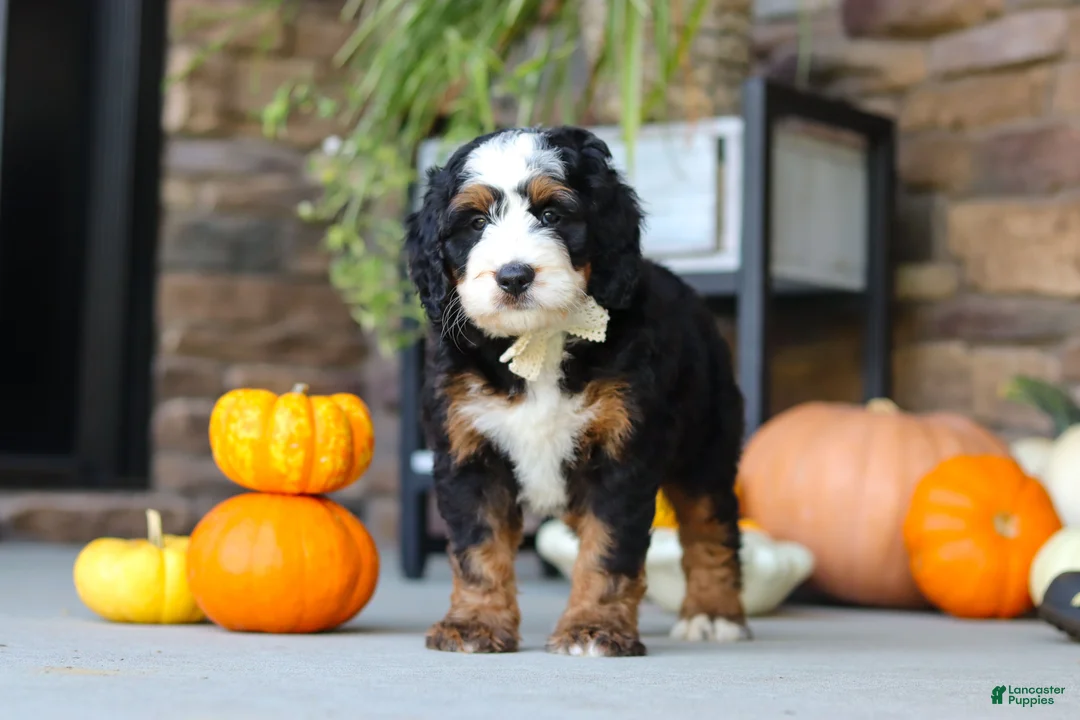 Mini Bernedoodle dogs for sale: Khaby🦴 - Ad 2