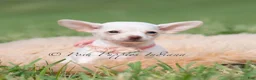 Chihuahua dogs for sale: Clover - Ad 2