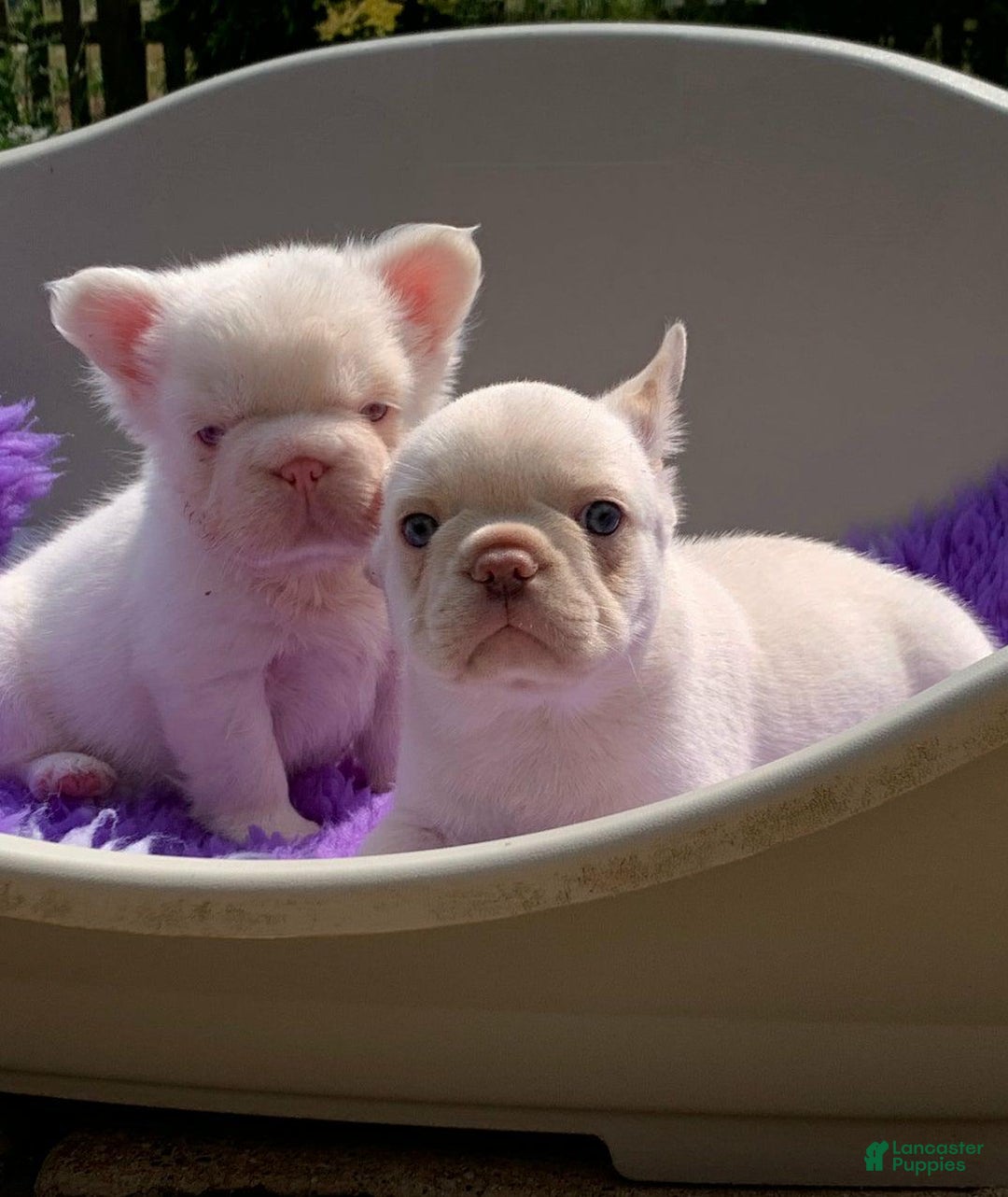 French Bulldog dogs for sale: Lorenzo - Ad 7