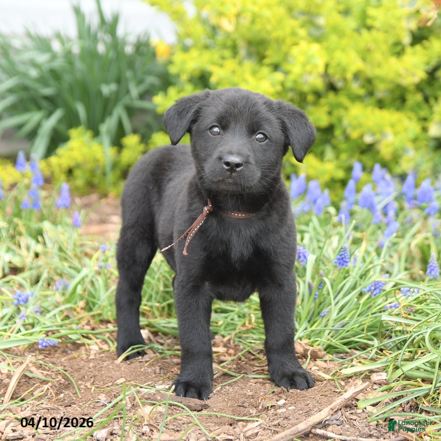 Mixed Breed dogs Cooper - Ad 2