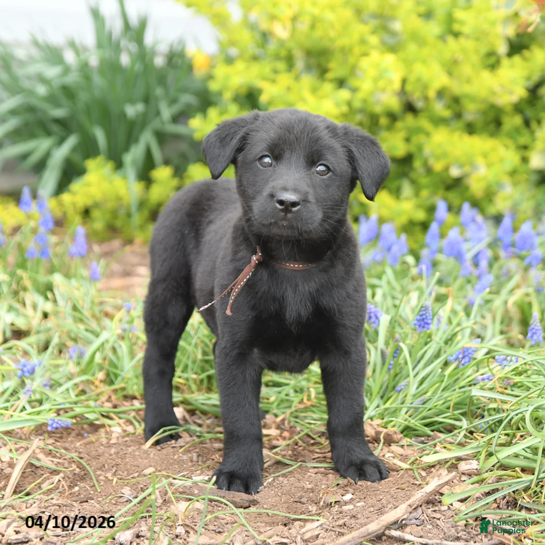 Mixed Breed dogs for sale: Cooper - Ad 2