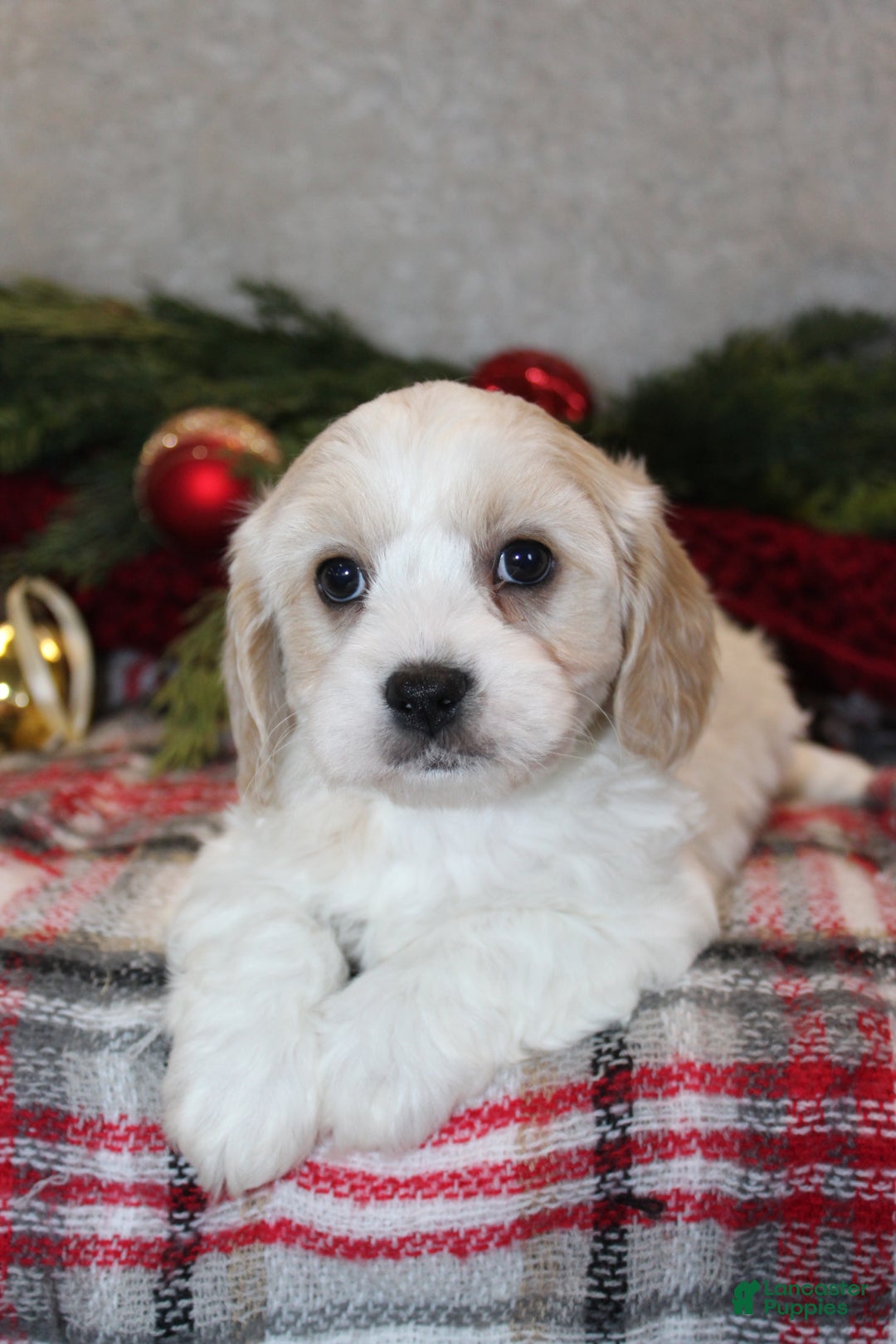 Cavachon dogs for sale: Lacey – Female - Ad 2