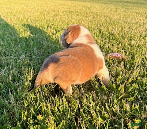 English Bulldog dogs Blue Fawn - Ad 1