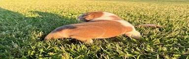 Blue Fawn