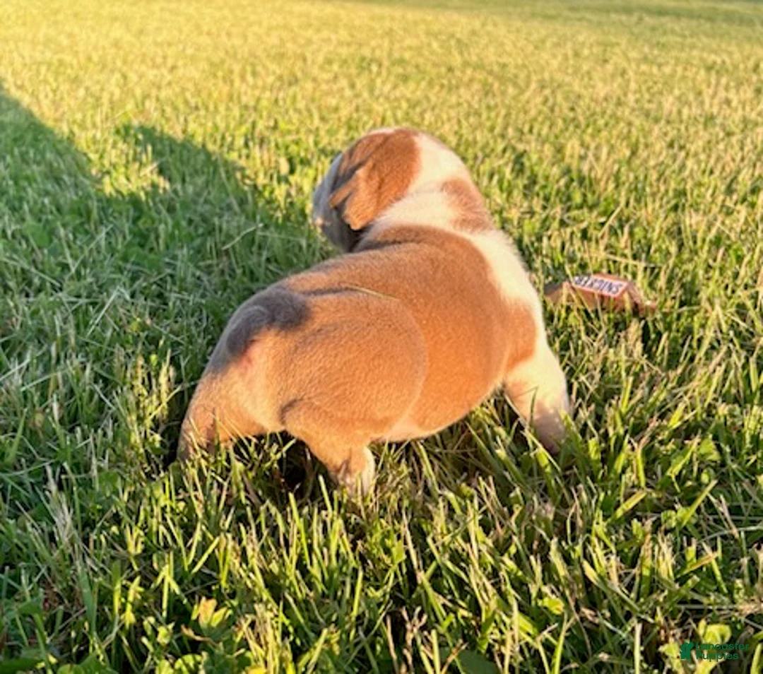 English Bulldog dogs for sale: Blue Fawn - Ad 1