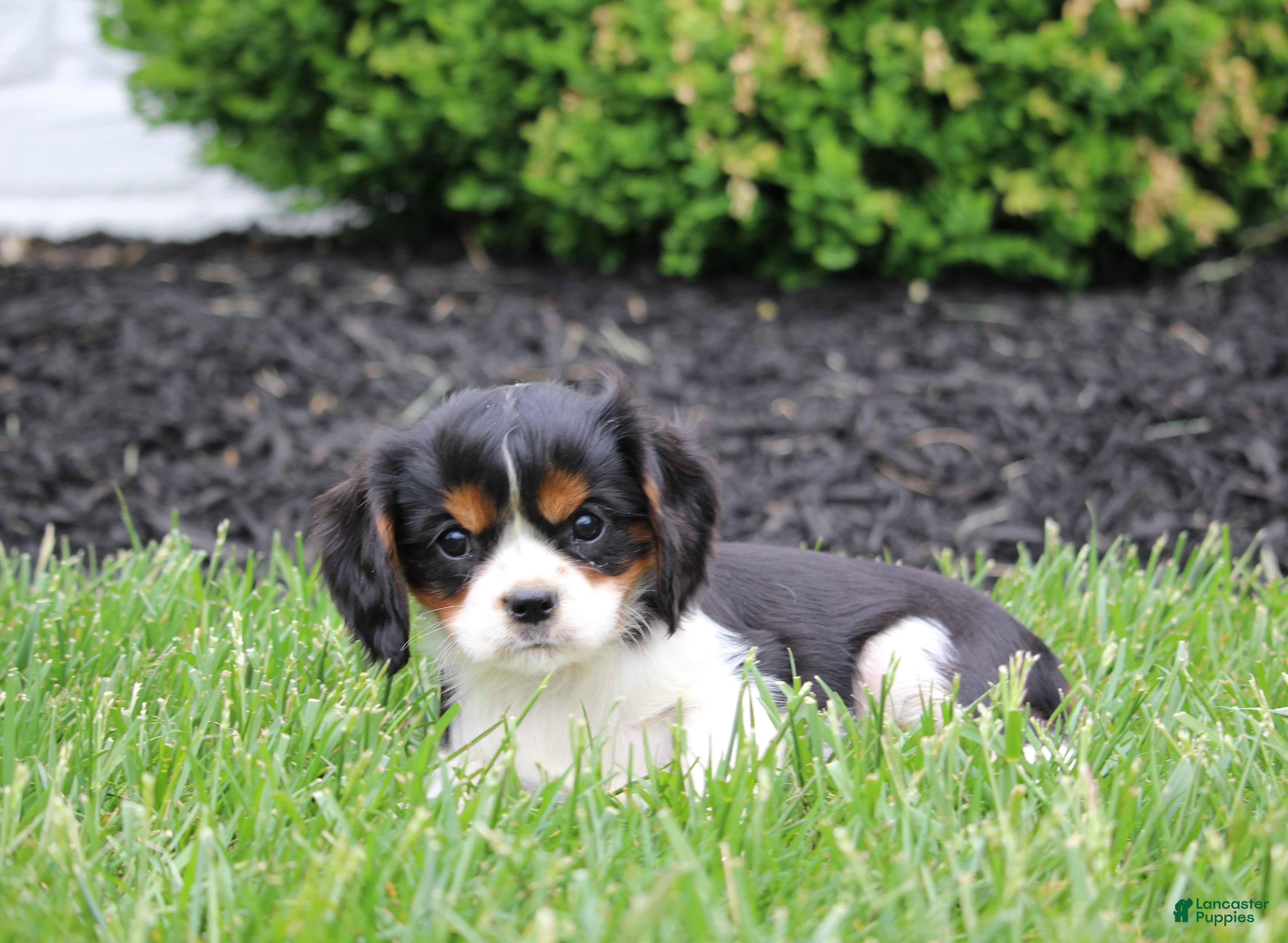 Cavalier King Charles Spaniel dogs Ryder - Ad 2