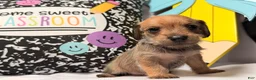 Mixed Breed dogs for sale: Binkles  - Ad 12