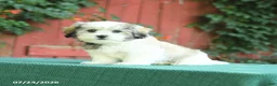 Malshi dogs for sale: Derek - Ad 3