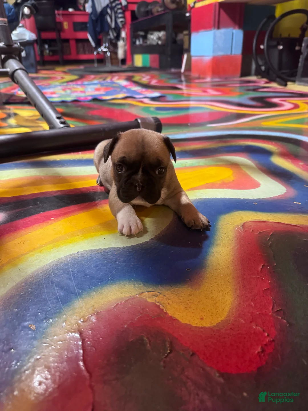 French Bulldog dogs for sale: French Bulldog Puppy 2 - Ad 1